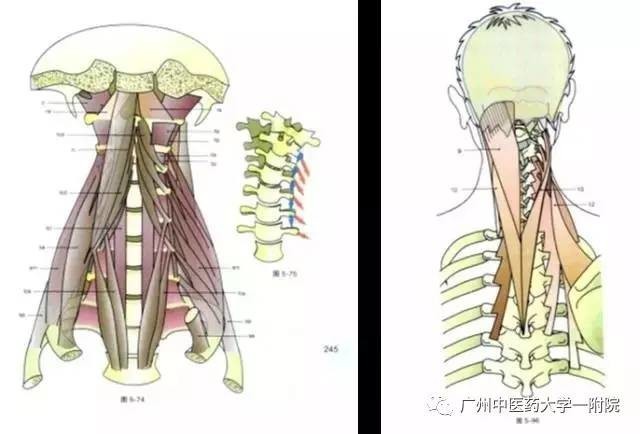 頸椎肌肉都止於胸椎及胸廓,胸椎及胸廓為頸椎的基座