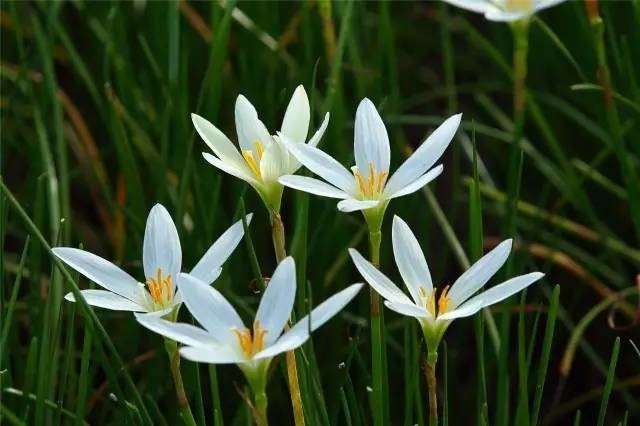 蔥蘭,也稱蔥蓮,花株低矮,約20釐米高,在文華公園,今年新栽種1000㎡