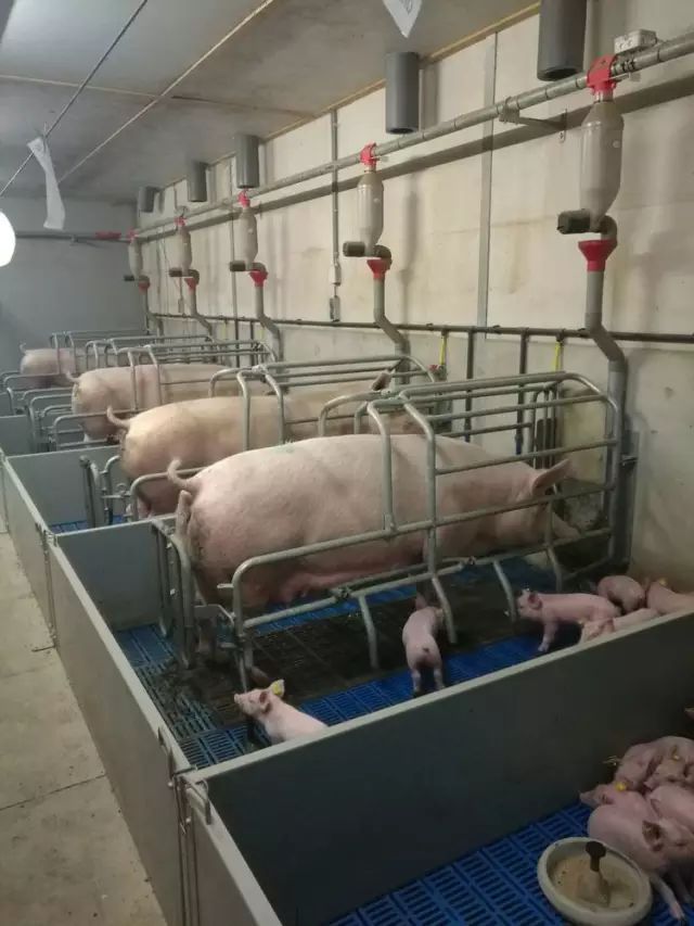 母猪产房地面设计图图片