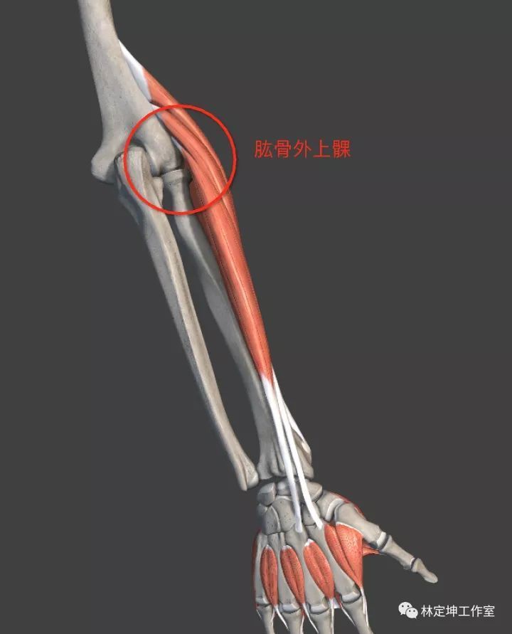肱骨髁轴线图示图片