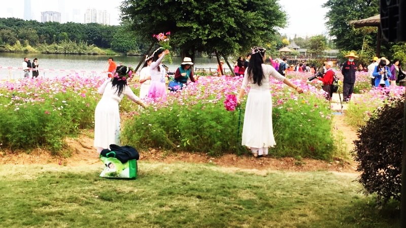 痛心!花海遭肆意踐踏,廣州海珠湖公園閉門三天