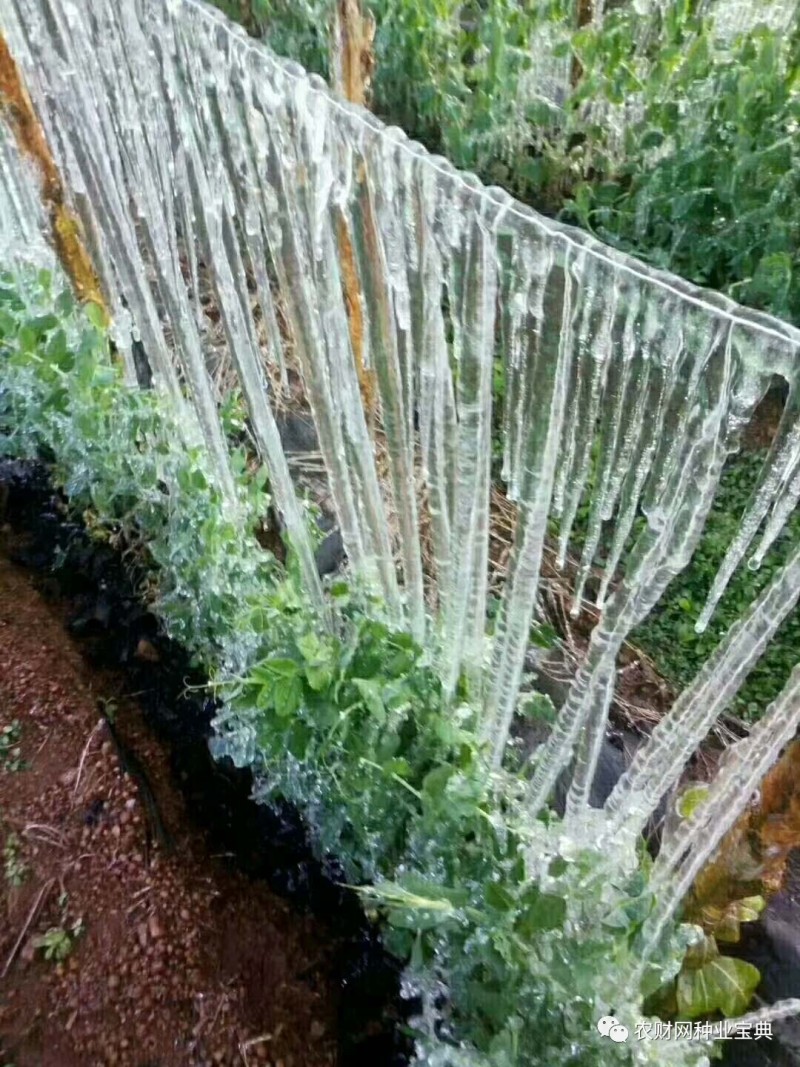 葉菜被凍僵,豆角成冰條!雲南多地遭受嚴重凍害!