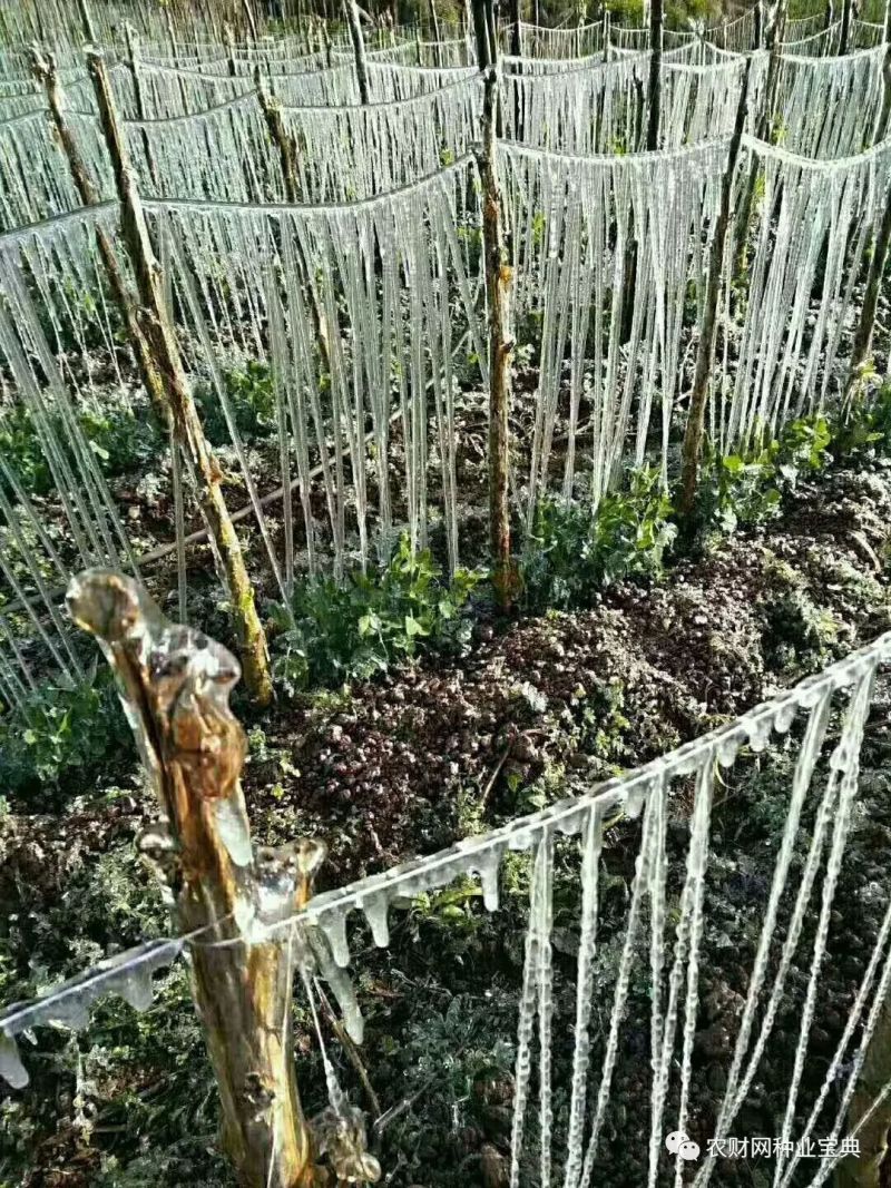 叶菜被冻僵,豆角成冰条!云南多地遭受严重冻害!