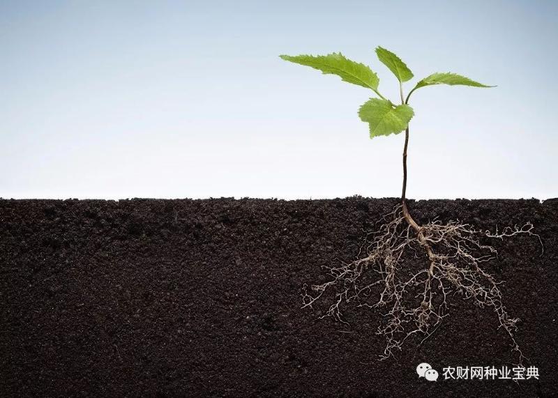 作物根系生长慢 原来是这些因素导致的 植物根系弱的原因 二安网