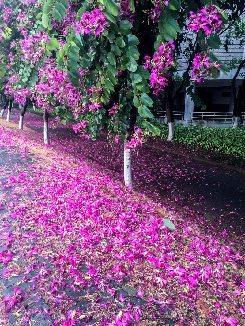 裡 黛玉葬花的情形 花謝花飛飛滿天,紅消香斷有誰憐 手把花鋤出繡簾