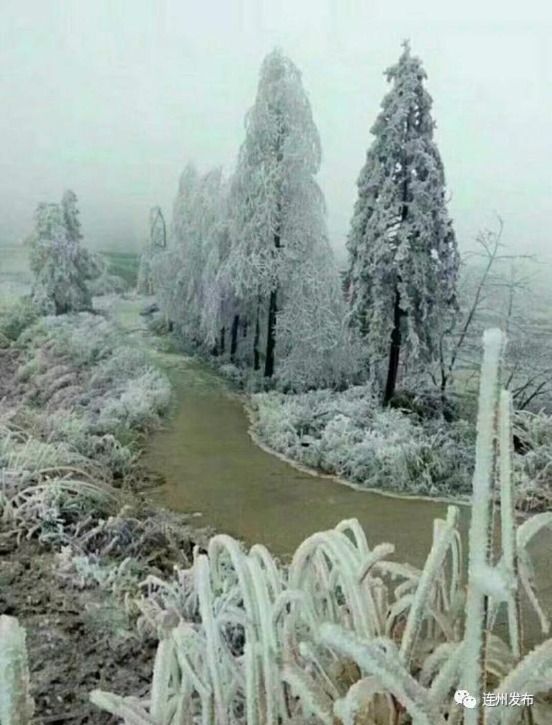 最新最美連州雪景!看看連州人都把雪人玩出什麼新花樣!