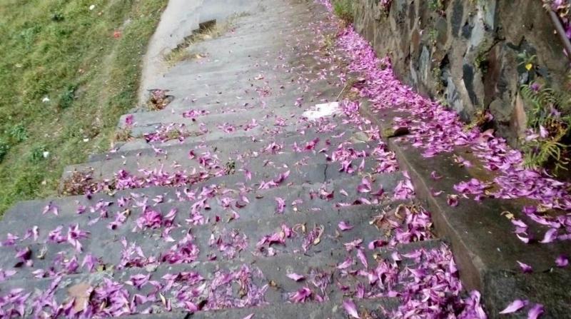 封开这场"紫荆花雪,惊艳了整个寒冬