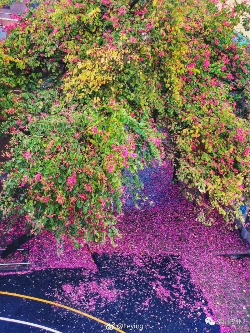 學校裡,雨後的校道上 落滿了紫荊花瓣, 空氣中洋溢著淡淡的紫荊花香.