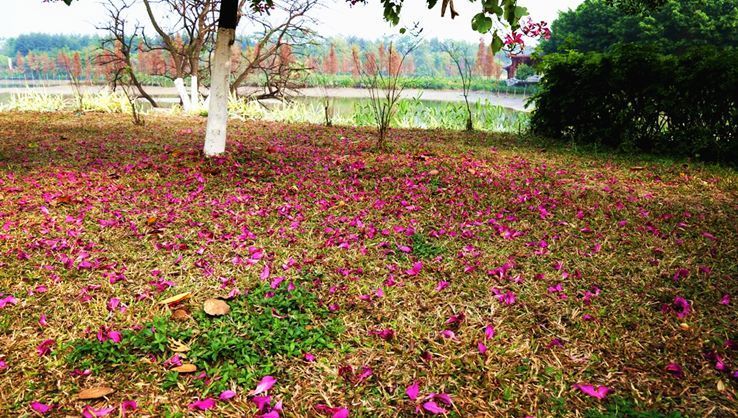 冬季,麻涌華陽湖處處花海,遊玩賞花太美啦!