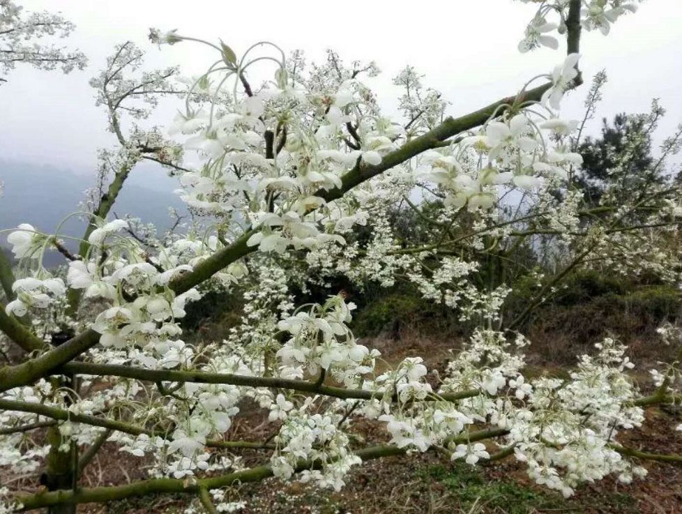 種植紫玉英和油菜花時,該局結合鄉村遊建設示範點,美麗鄉村建設示範點