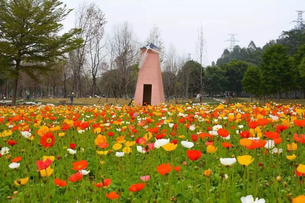 就在明日(2月3日) 順峰山公園虞美人花海正式開放 近萬平的花花世界