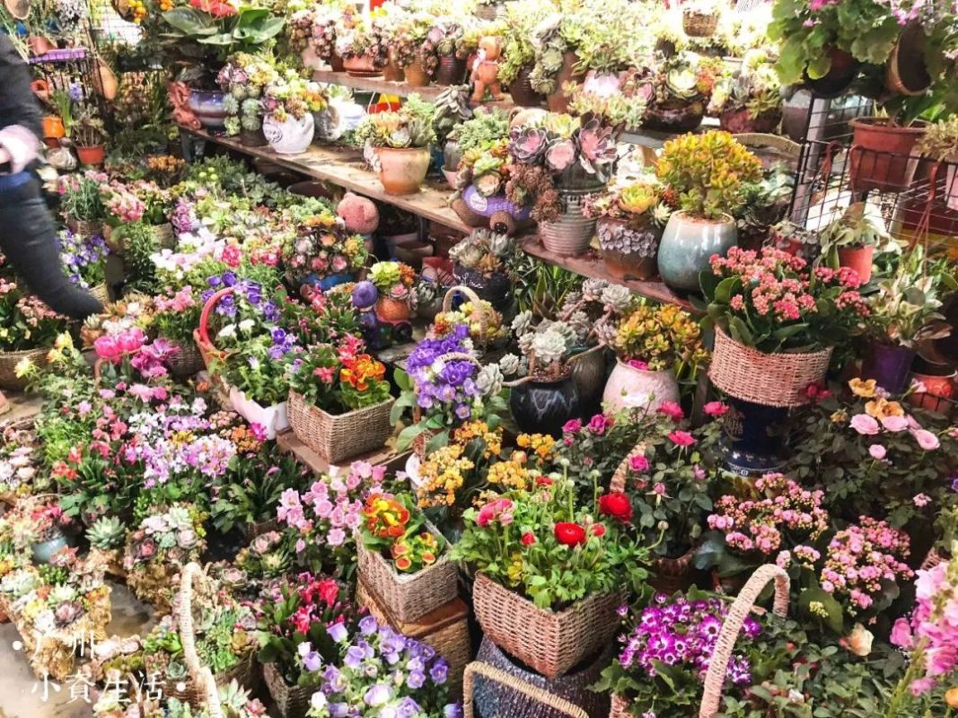蝴蝶兰是花卉市场里最畅销品种之一,几乎每个人来花卉市场都会捧一盆