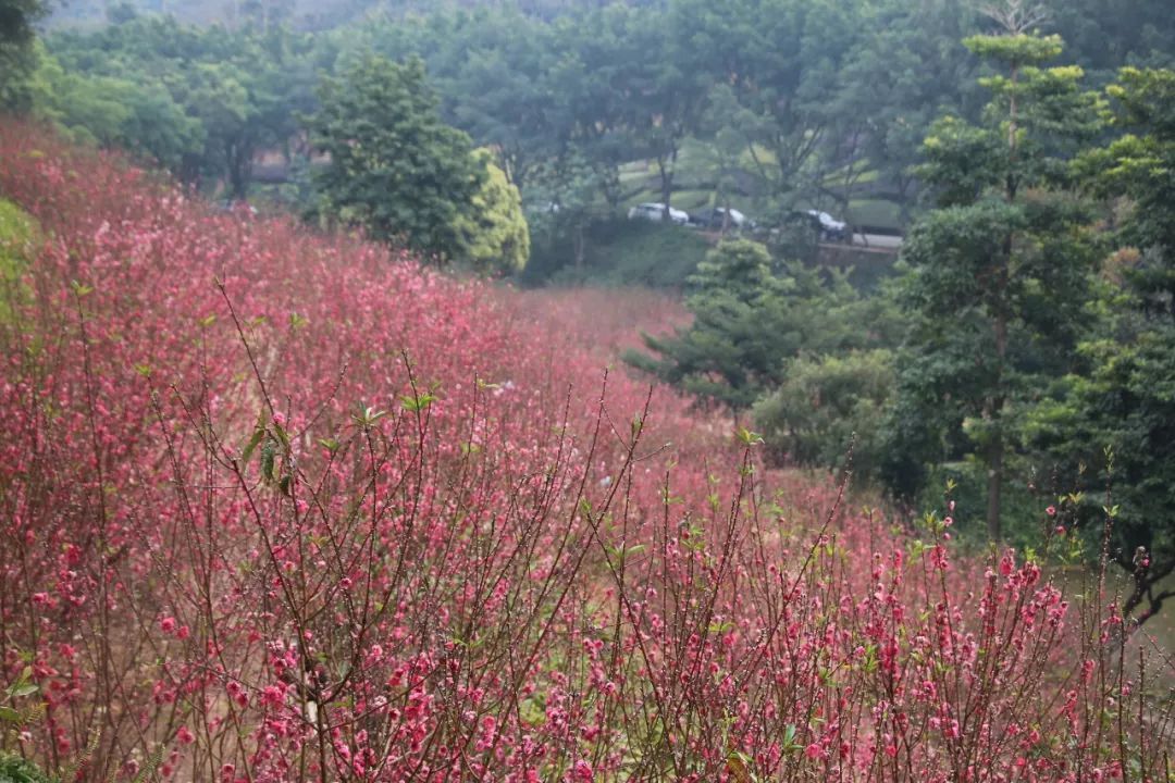 西樵山桃花源图片图片