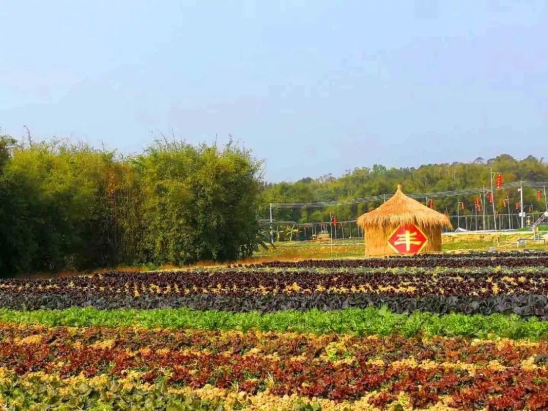 可食地景很強調創意,經過精心設計的菜園完全可以很驚豔!