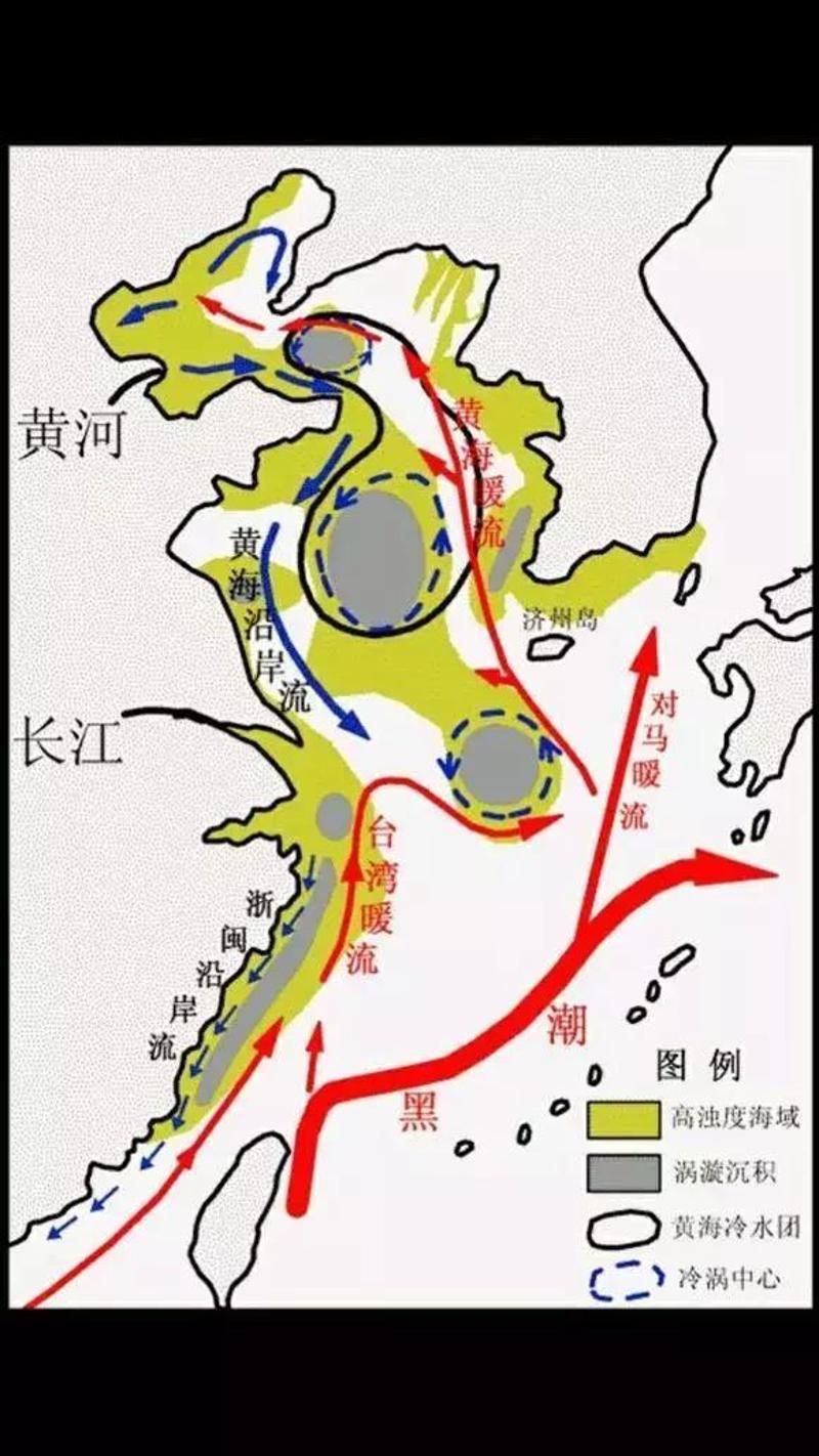 黄海暖流和日本暖流(对马暖流)在朝鲜半岛南端汇合,给扇贝形成了一条