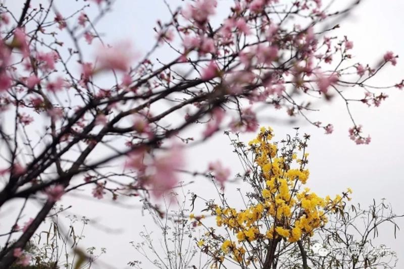 廣東十大賞櫻勝地,南沙佔了倆!梅花櫻花桃花到底怎麼分?