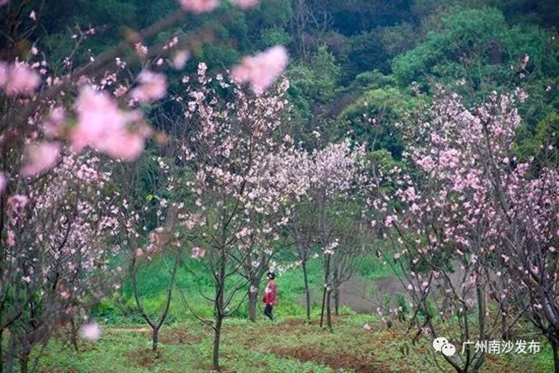 廣東十大賞櫻勝地,南沙佔了倆!梅花櫻花桃花到底怎麼分?