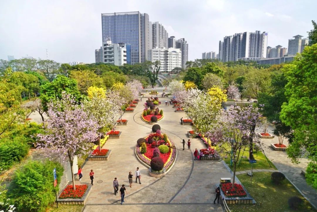 中山公園東門廣場,黃花風鈴木和宮粉紫荊美豔動人.