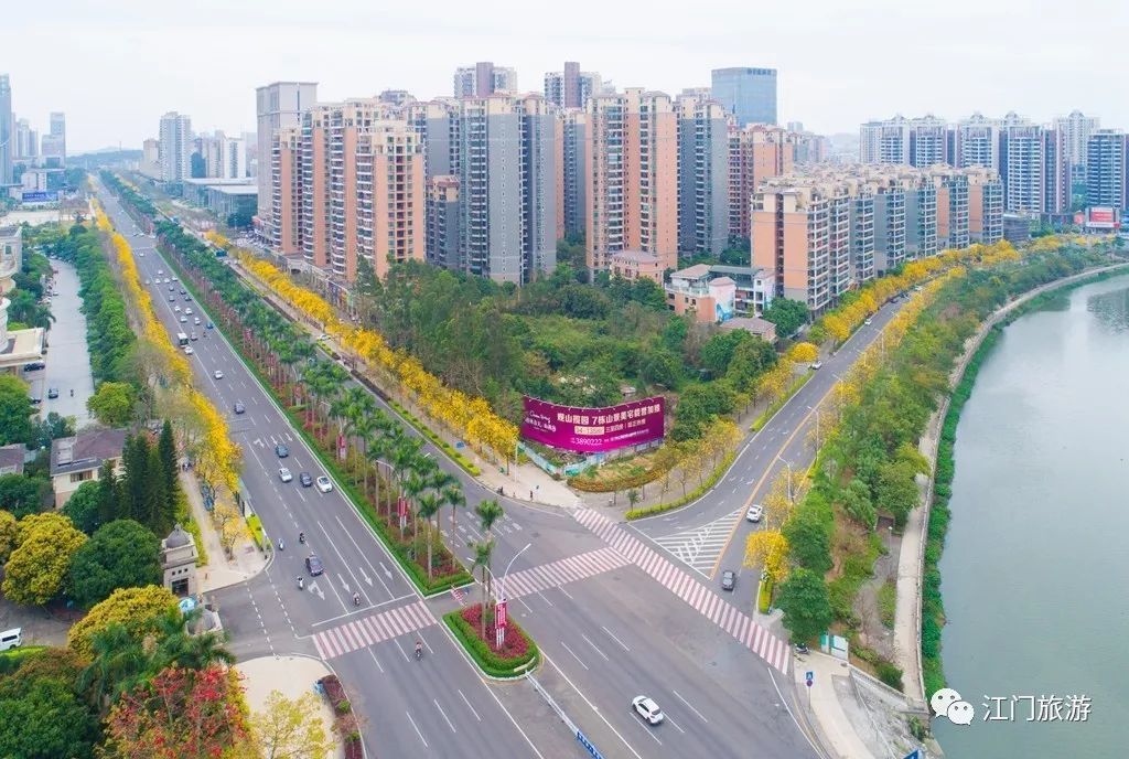 木鸟 摄 江门市区赏花点:天福路,发展大道,白水带景