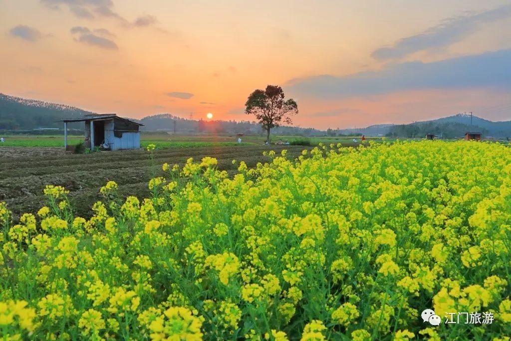 開平西城村至四九村田野 彭偉宗攝