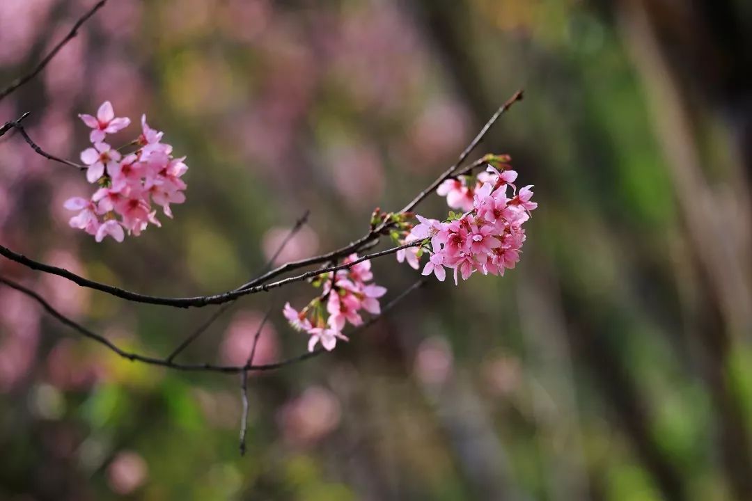 赤湾樱花图片