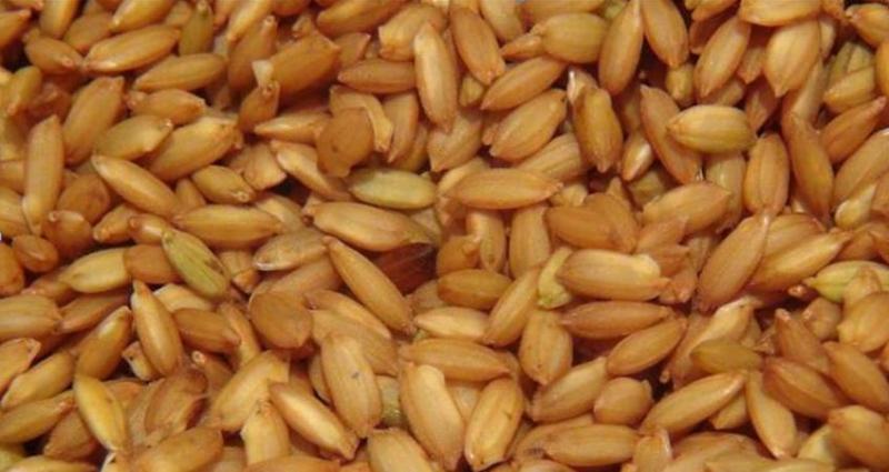 不管是杂交稻种子还是常规稻种子, 其浸种催芽均需要适宜的温度,湿度