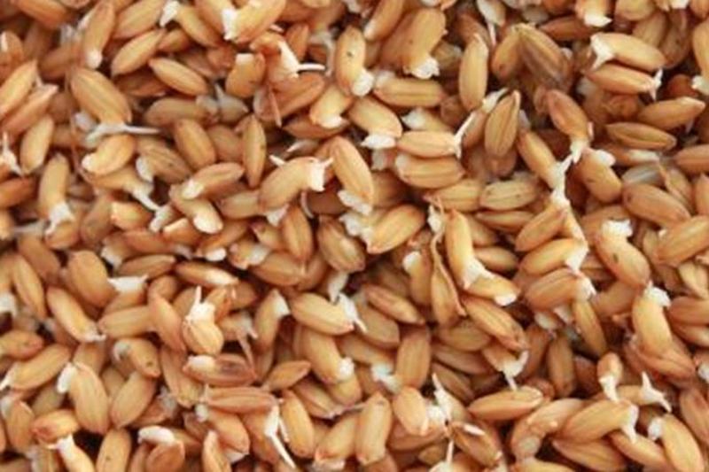 大比拼!8大水稻浸种催芽方法,你最中意哪个?