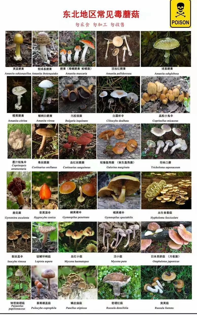 各种菇图片大全和名称图片