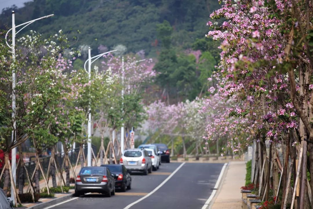 深圳赤湾樱花图片
