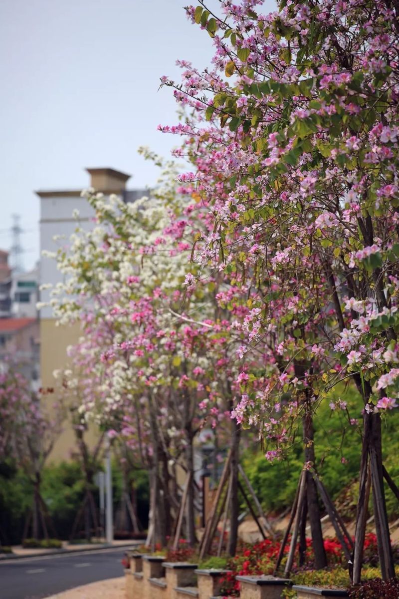 深圳赤湾樱花图片