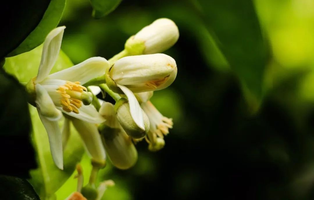 柚花(柚花香是什么茶)