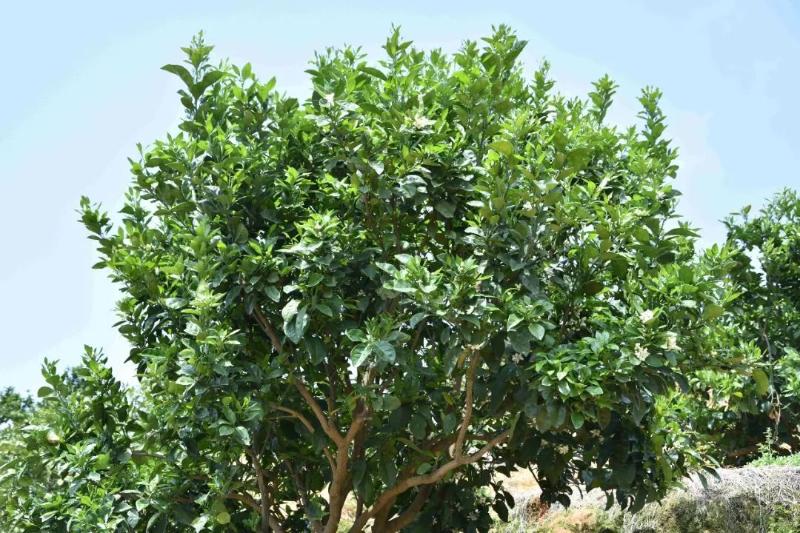 澳柑树图片