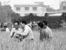 “我们永远记得您！”袁隆平曾多次来梅，指导种植的超级稻屡破世界纪录